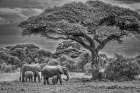Elephant family-Amboseli Nation Park-Africa Art Print